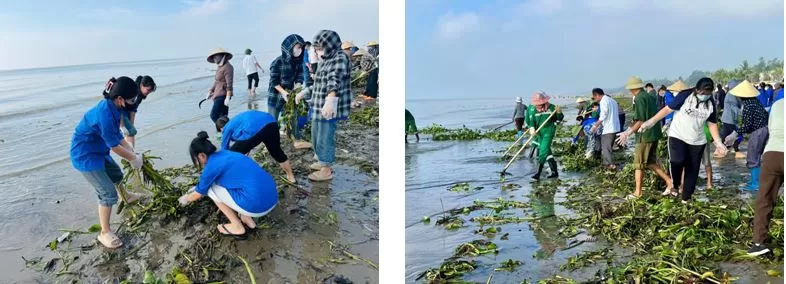 Xe xúc liên hợp JCB dọn lục bình bèo tây trên bãi biển